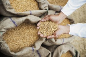 Centre to buy more wheat at MSP to help farmers weather freak rain shock