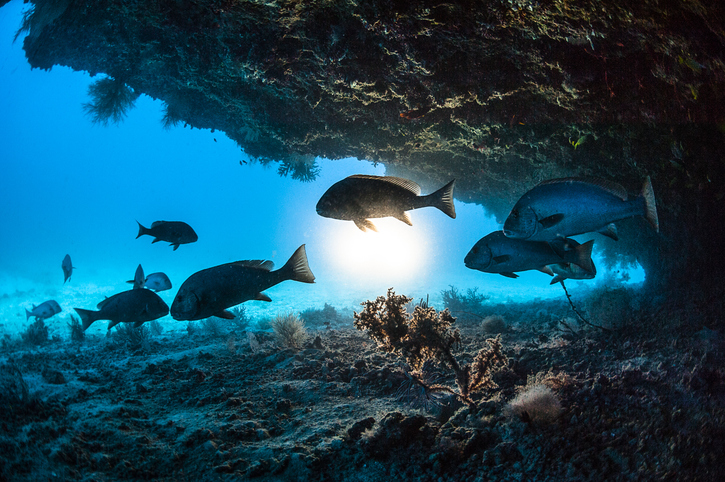 Marine Fisheries Census 2025 goes fully digital; VYAS apps to enable real-time data collection