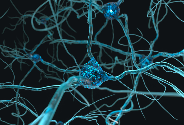 Scientists unveil first draft of atlas of the developing brain