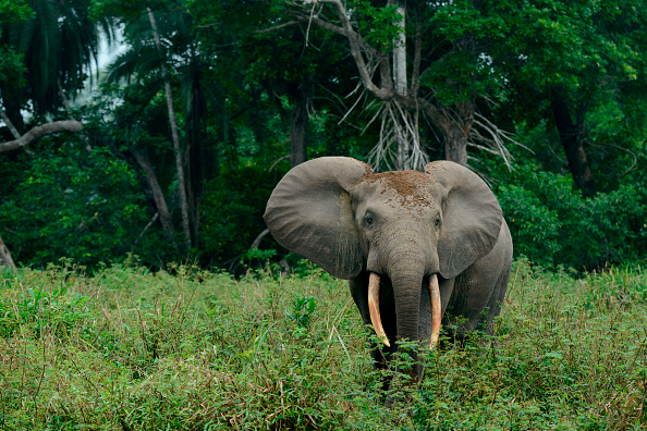 Elephant dung DNA reveals hidden forest populations, study shows