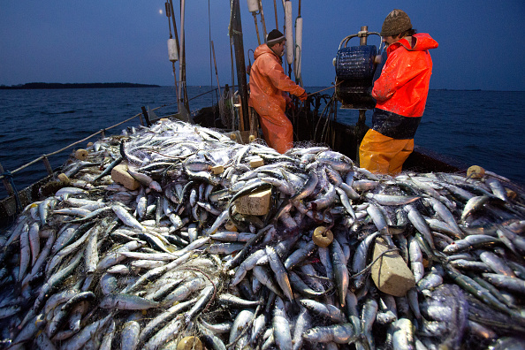 India’s annual fish production doubles over 10 years