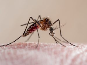 Dengue cases rise across Tamil Nadu amid monsoon; Chennai worst-affected
