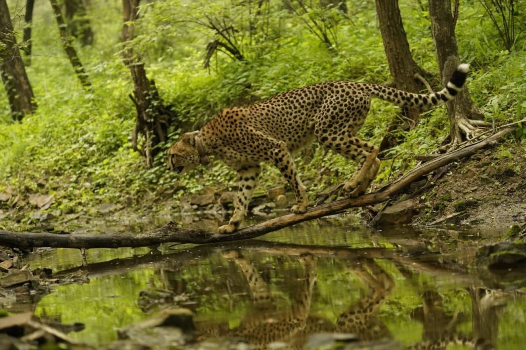 cheetah 1