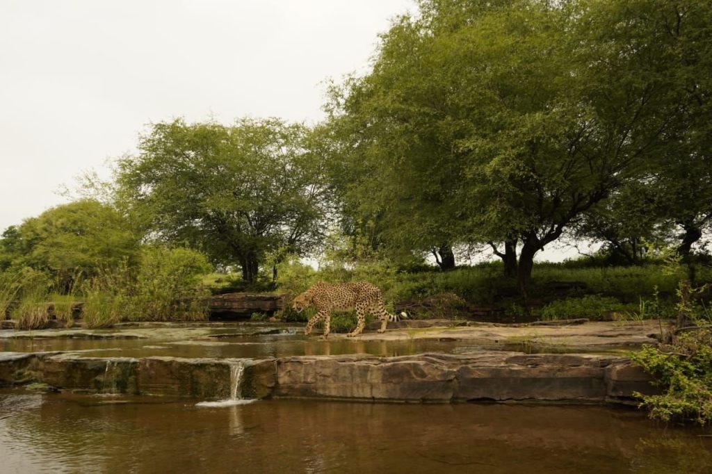 cheetah 3