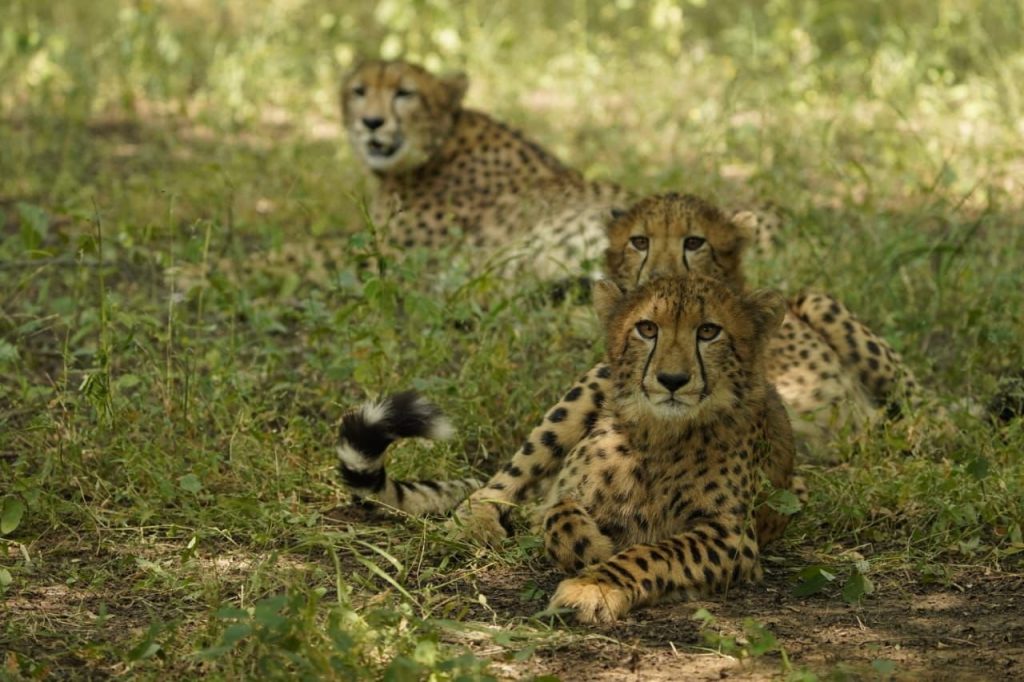 cheetah 5