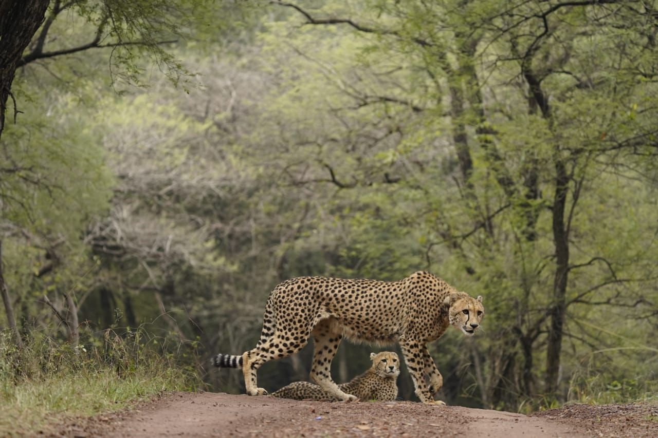 PM Modi extends greetings on International Cheetah Day, highlights progress of Project Cheetah