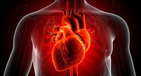 Human heart can regrow muscle cells after heart attack, study finds