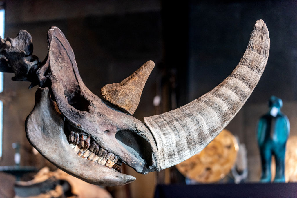 Scientists recover genome from woolly rhino eaten by Ice Age wolf