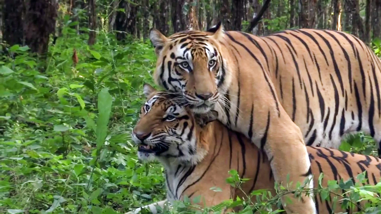 Assam’s tiger numbers tripled since 2006, says CM Sarma