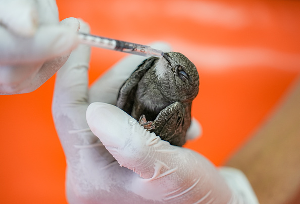 Over 1.18 lakh injured birds rescued in Gujarat since launch of Karuna Abhiyan