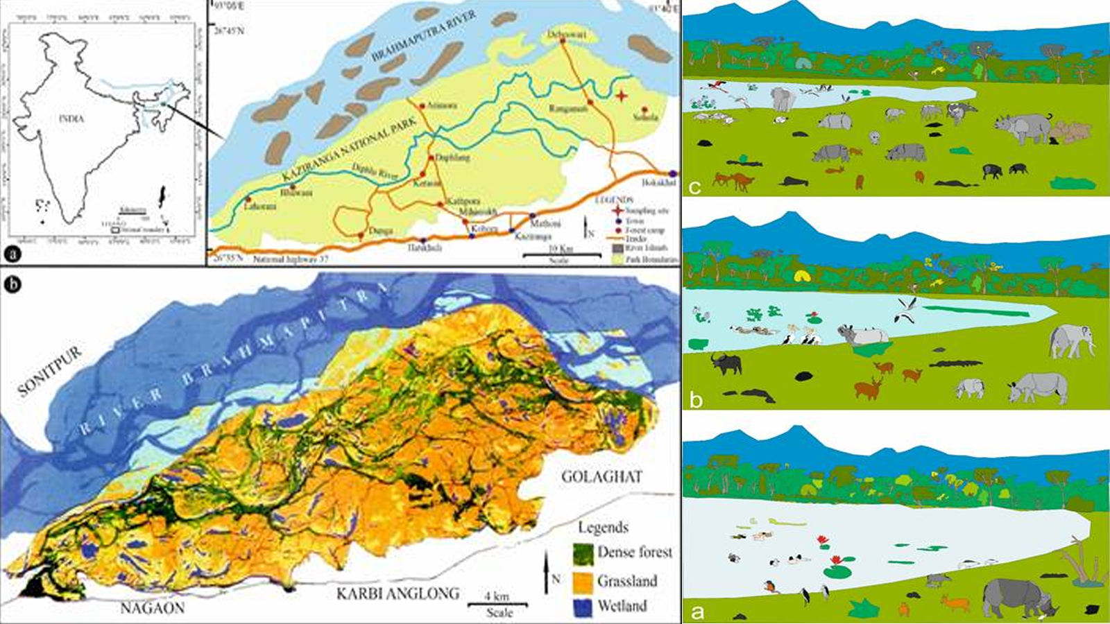 Researchers trace Kaziranga’s evolution as the last great refuge of the one-horned rhinoceros