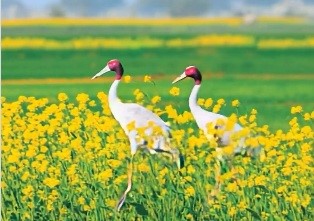 UP govt plans ‘Sarus circuit’ in Mainpuri, Etawah to promote conservation of state bird ‘sarus crane’