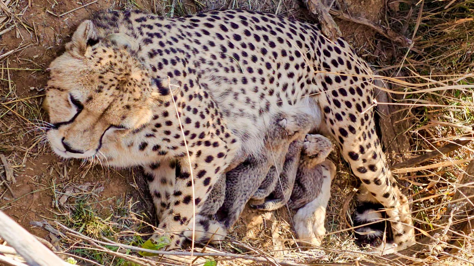 Cheetah population in India rises to 53 as Jwala gives birth to five cubs at Kuno National Park