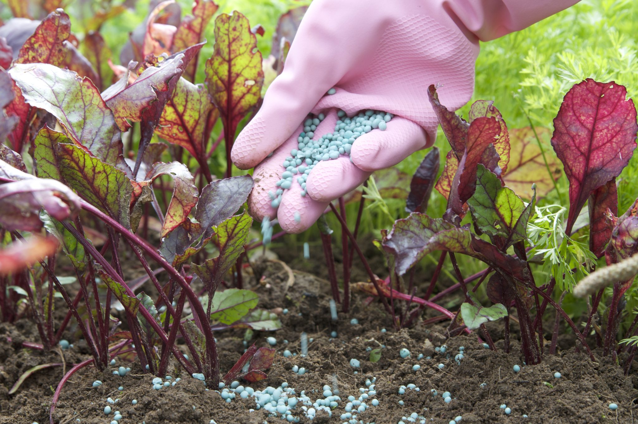 Snano Led The government on Friday highlighted a significant rise in the adoption ...
