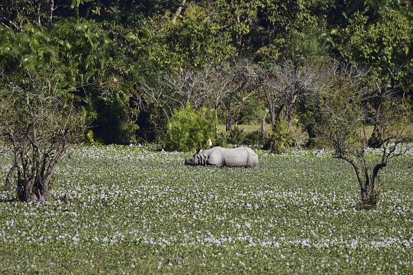 Kaziranga National Park becomes major retreat for travellers amid Assam polls