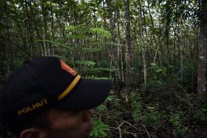 Indonesian forest loss surges by 66% in 2025, driven by Prabowo’s self-sufficiency drive
