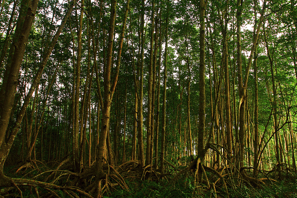 Tamil Nadu plants 20,000 mangroves along Buckingham canal to boost Chennai’s climate resilience