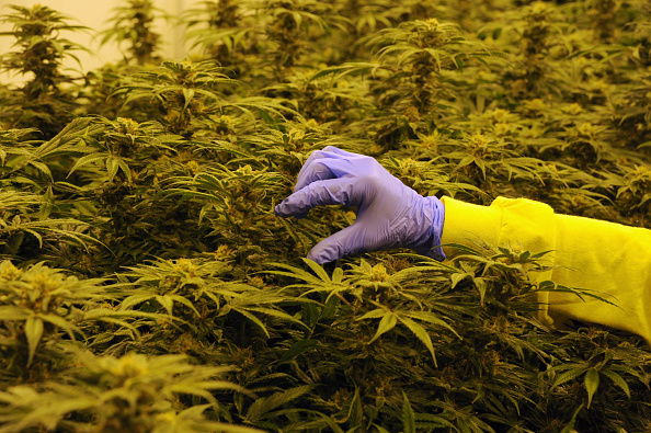 Cannabis shows little benefit for most mental disorders, data review finds