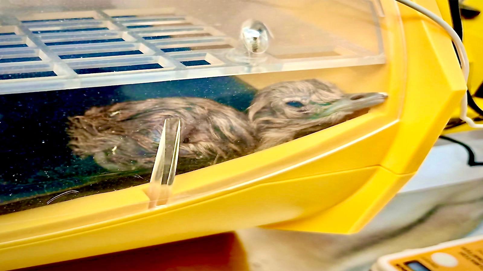 Two new chicks hatched under Great Indian Bustard captive breeding programme; tally reaches 70