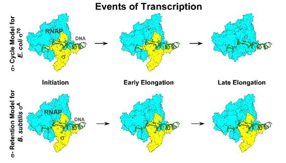 Indian scientists challenge 50-year-old model of bacterial gene regulation