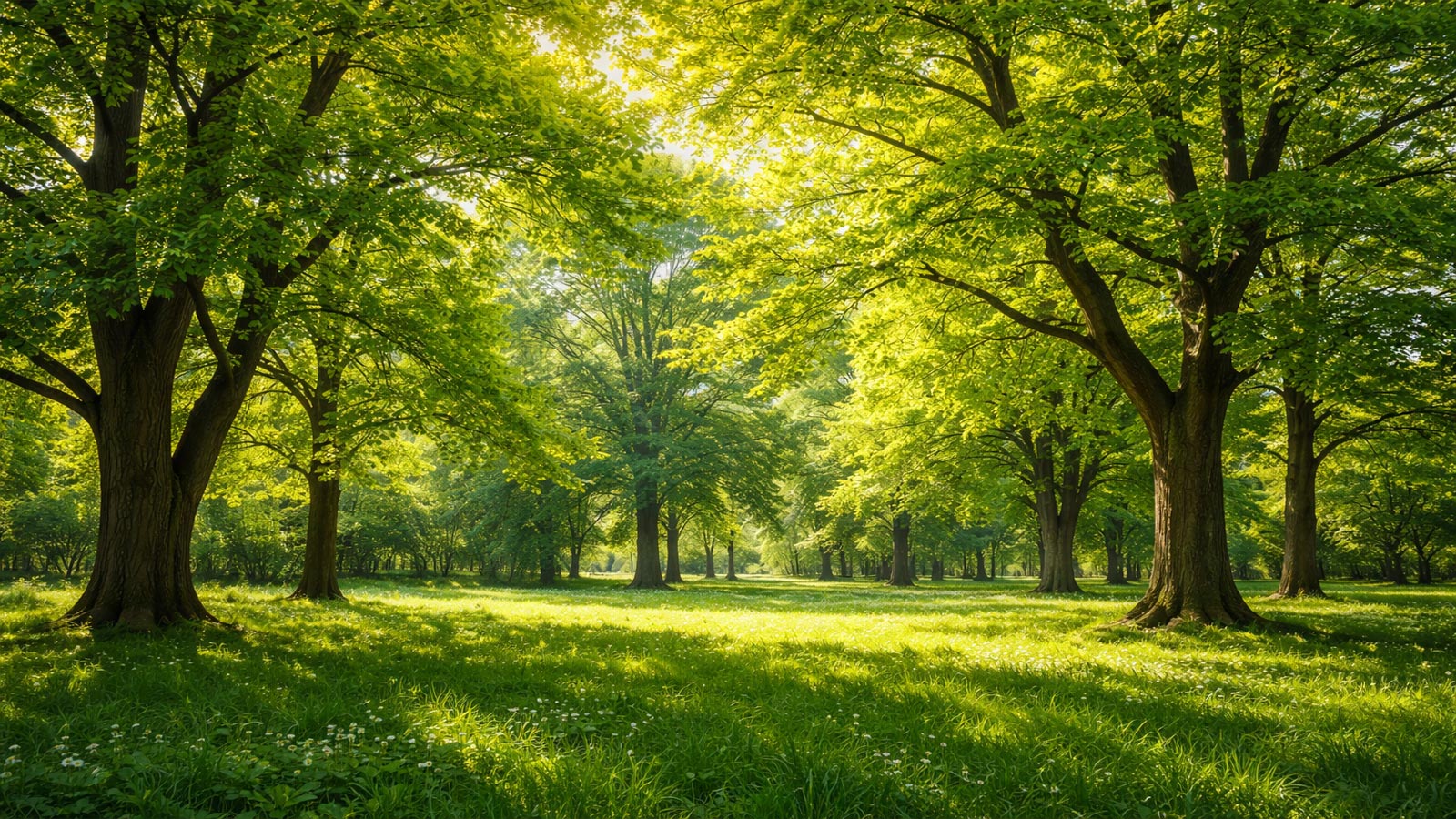 IOA urges states, UTs to plant 2,036 trees each to mark Olympic Day