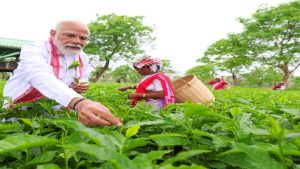 चाय बागान में पीएम मोदी, महिलाओं संग तोड़ी पत्तियां