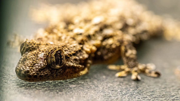 Assam CM hails new Gecko discovery as boost to northeast biodiversity