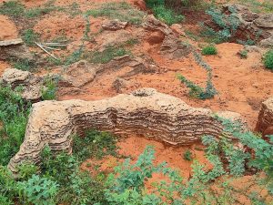 Marine fossils dating to 8,000-12,000 years unearthed by scientists in Tamil Nadu’s Panaiyur