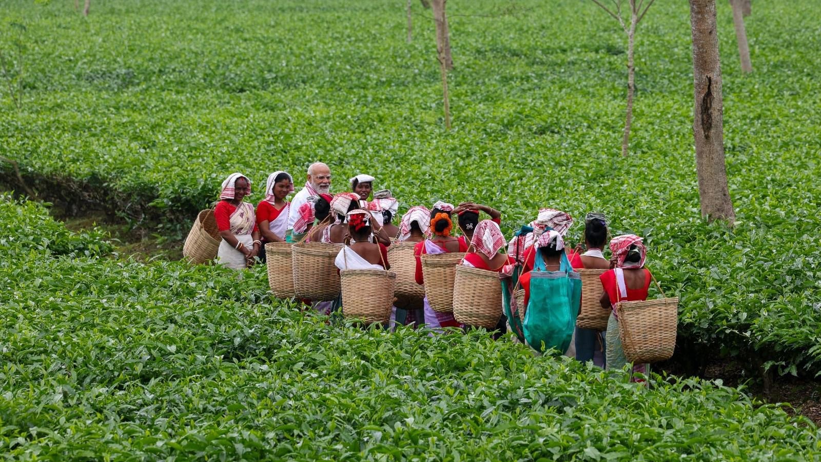 गुवाहाटी टी ऑक्शन सेंटर में प्रीमियम चाय को मिली रिकॉर्ड कीमत