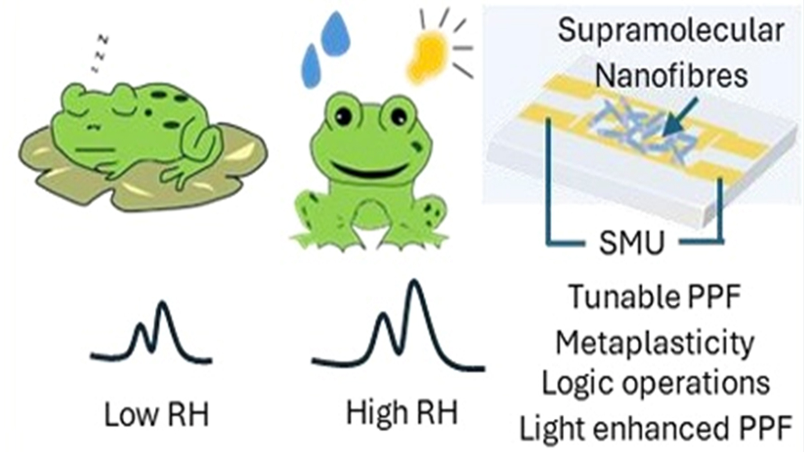 Scientists develop frog-inspired ‘brain-like’ sensor to cut energy use in electronics