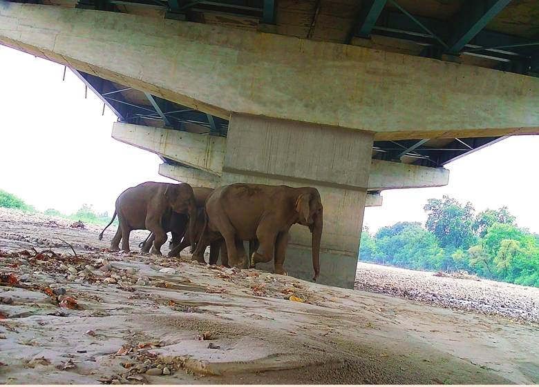 Balancing Development and Ecology: Wildlife Thrives Along Delhi–Dehradun Corridor