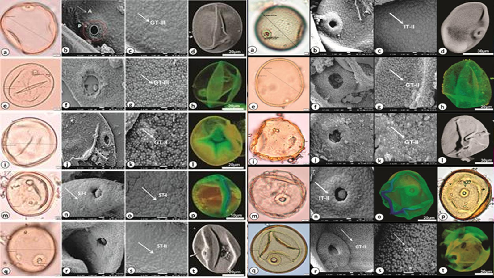 New study decodes India’s agricultural origins in Ganga Plain using grass pollen