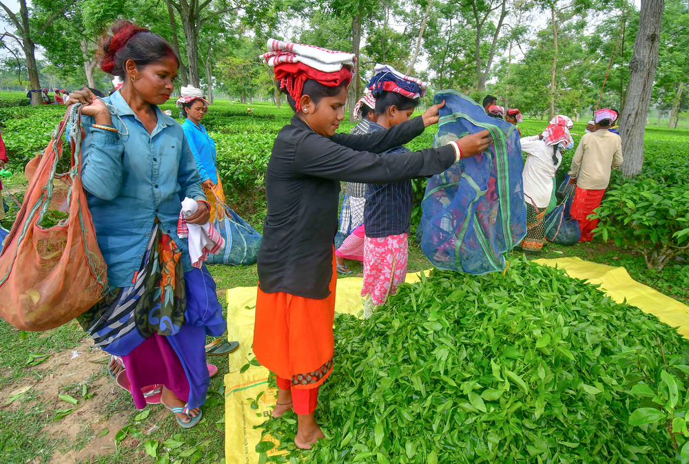 Assam govt promises to raise tea garden workers’ wage in third term