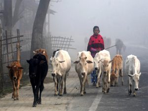 West Bengal issues fresh notice on ban on unauthorised cattle slaughter