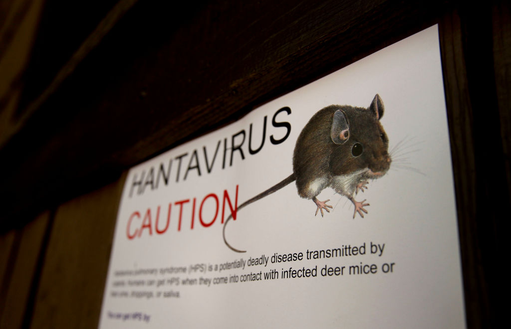 How an ocean cruise turned into a hantavirus nightmare