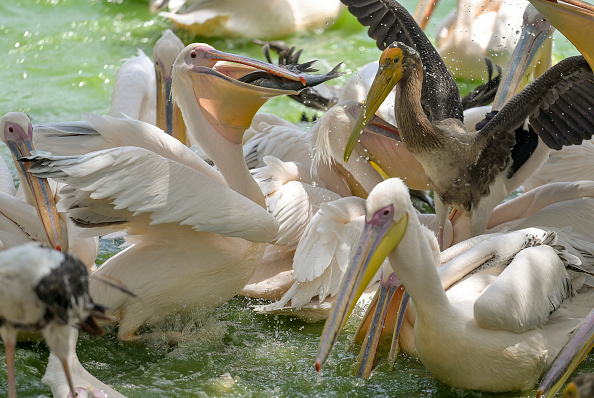Gujarat: Air coolers, hydration support deployed at Ahmedabad Zoo to shield wildlife from heatwave