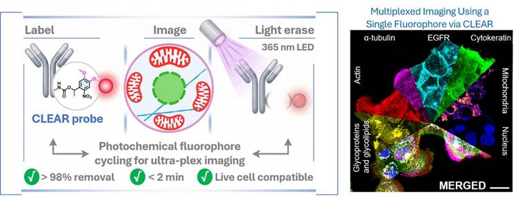 Scientists develop ‘CLEAR’ technology for advanced protein imaging in cancer research