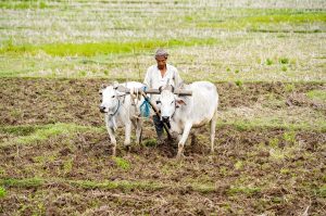 भारत अगली कृषि क्रांति का नेतृत्व कर सकता है: विश्व बैंक समूह