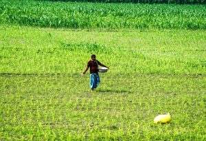 India’s Agriculture GVA More Than Doubles to Rs 48.7 Lakh Crore in a Decade