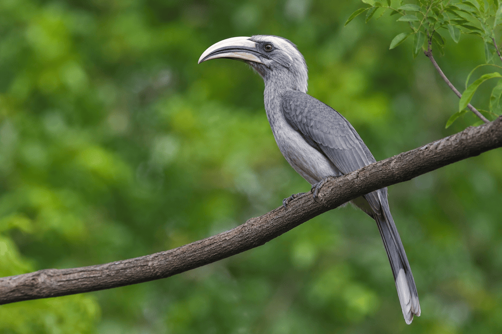 Gir’s lost Hornbill takes flight again: Gujarat’s reintroduction project records 4 years of successful breeding