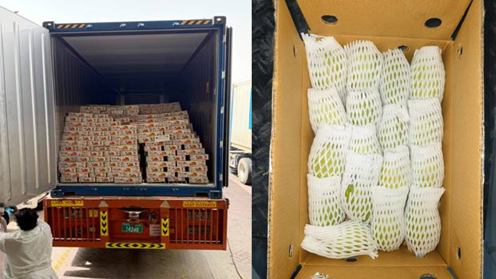 India successfully exports 12.5 tonnes of Dashehari and Langra mangoes to Dubai by sea, boosting farmers’ returns