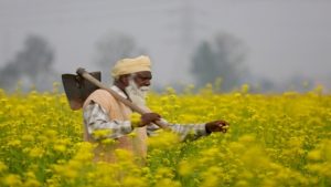 केंद्र ने रबी फसलों के एमएसपी में बढ़ोतरी को दी मंजूरी, किसानों की आय बढ़ाने पर जोर