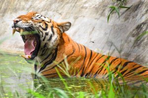 Assam’s Nameri Tiger Reserve gets global recognition for conservation practices