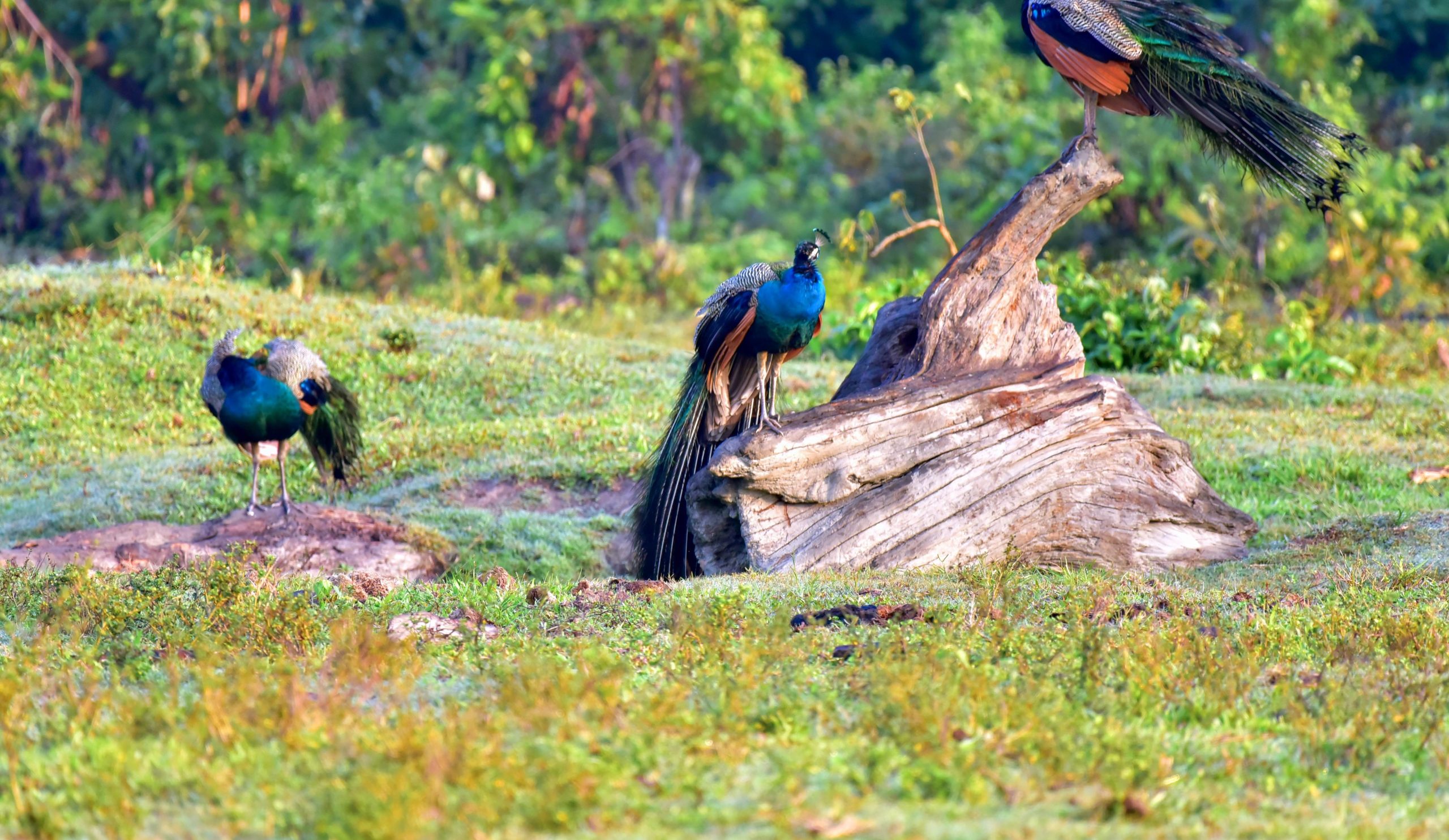 Assam’s wildlife tourism season set to begin from Oct 2 with reopening of Manas National Park