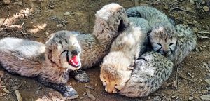 Cheetah dies of Gunshot wounds at Kuno; Madhya Pradesh orders High-Level Probe