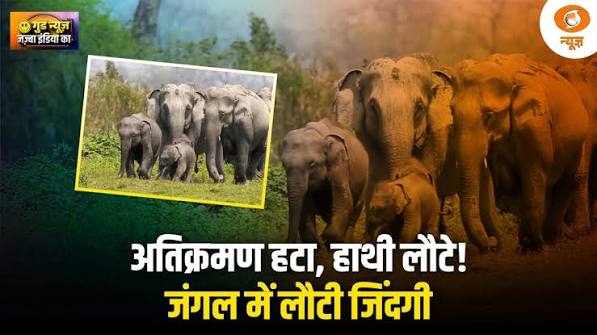 असम में जंगलों की वापसी! हाथी लौटे, Pygmy Hog की आबादी 190 पार | Good News India