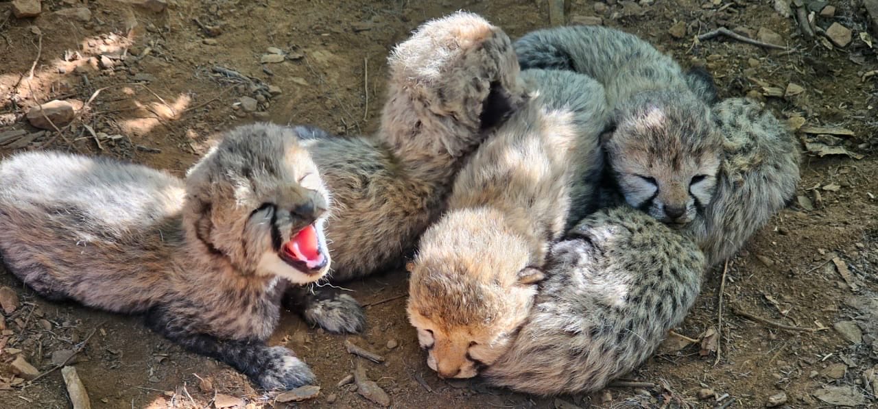 Indian-born Cheetah gives birth to five cubs at Kuno, population reaches 60