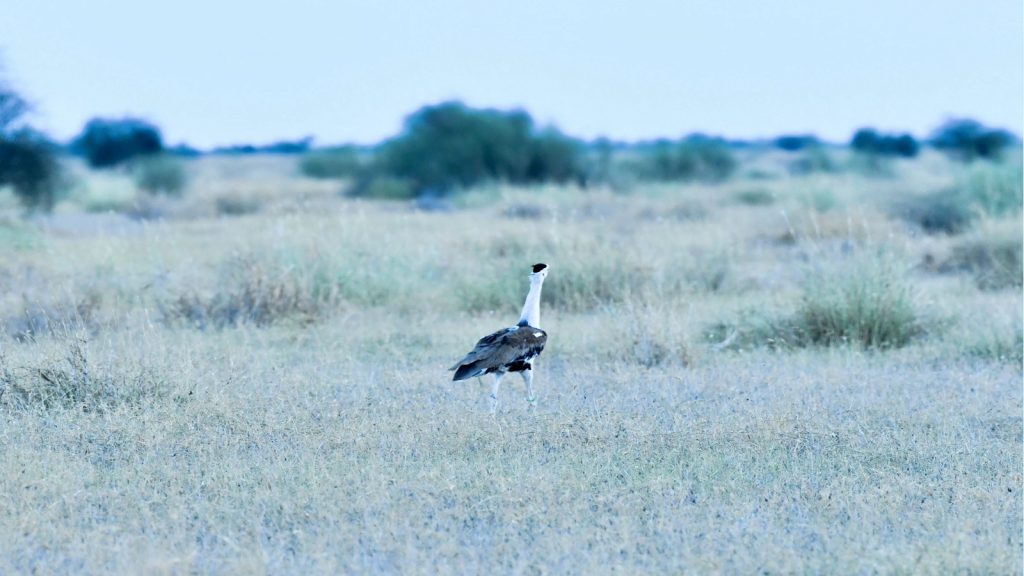 Indian-Bustard-4