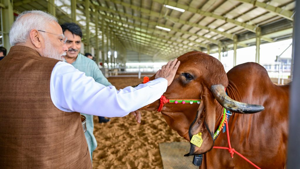 PM-Modi-bovine-1