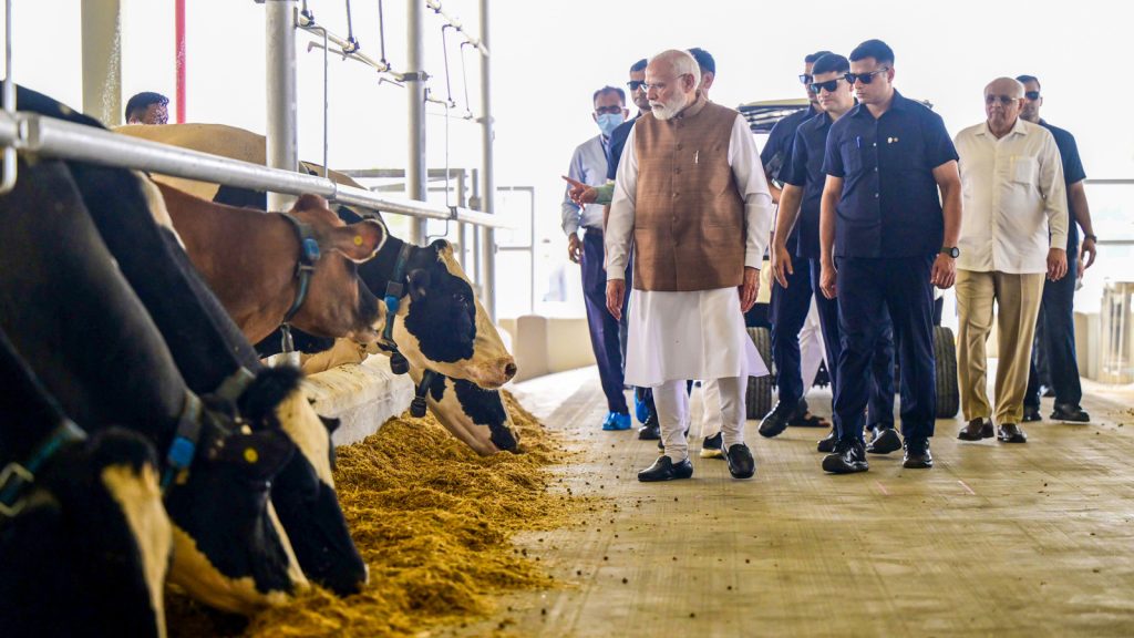 PM-Modi-bovine-2